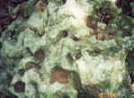 Gҩb̤sӦۮ