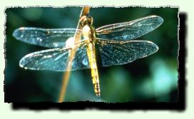 fly2.jpg (10635 bytes)