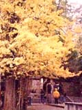 幬